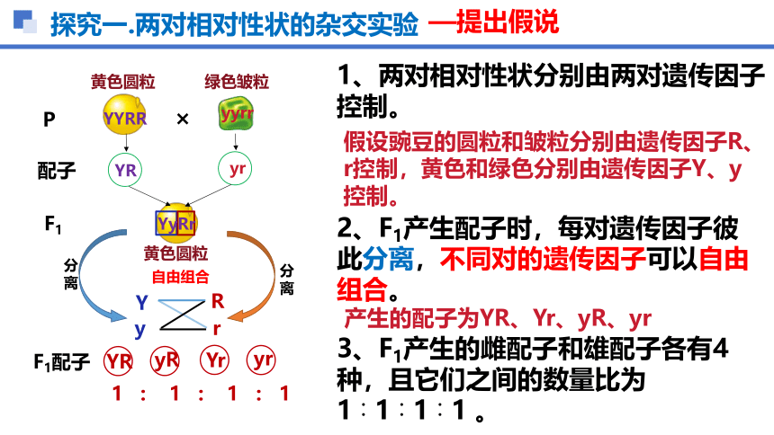 生物人教版（2019）必修二1.2孟德尔的豌豆杂交实验（二）（共37张ppt）课件