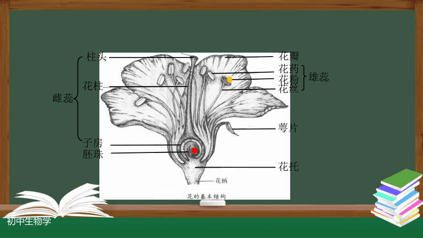 3.2.3 开花和结果（第二课时）课件(共36张PPT)