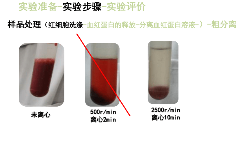 2020-2021学年高二下学期生物人教版选修1  5.3血红蛋白的提取和分离课件 （53张ppt）