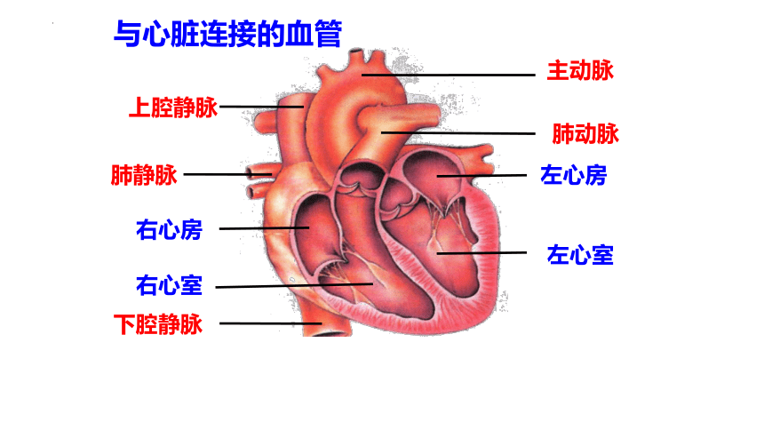 4.4.3输送血液的泵-心脏课件(共31张PPT) 人教版生物七年级下册