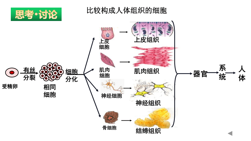 2021-2022学年高中生物人教版（2019）必修一6.2 细胞的分化课件（23张PPT）