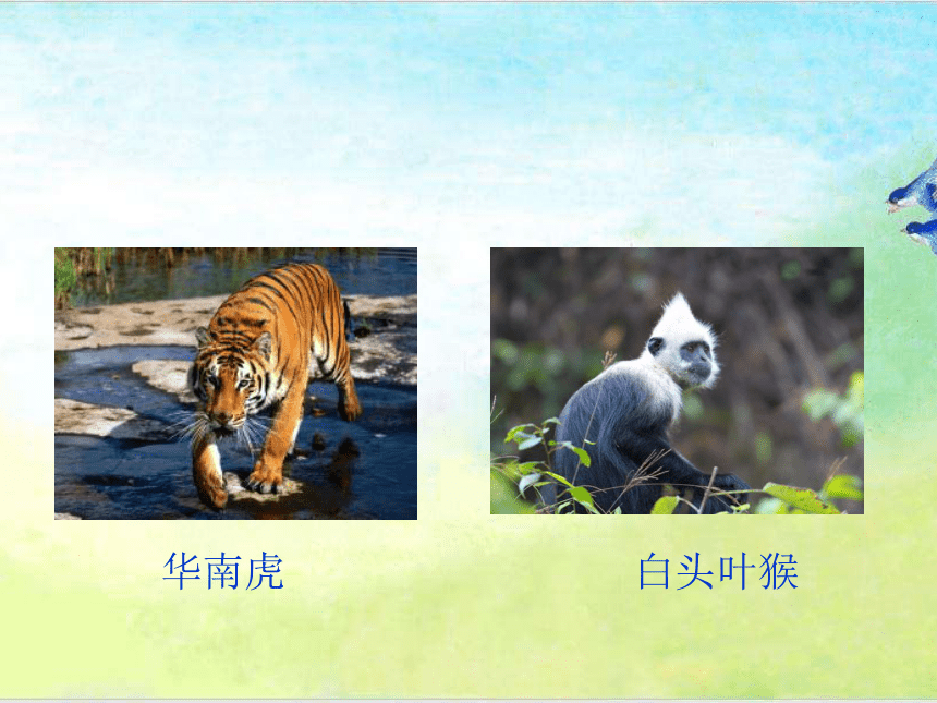 青岛版四年级上册科学 5 我国的珍稀动物 课件（16张ppt）