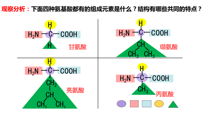 生物人教版（2019）必修1 2.4 蛋白质是生命活动的主要承担者（共51张ppt）