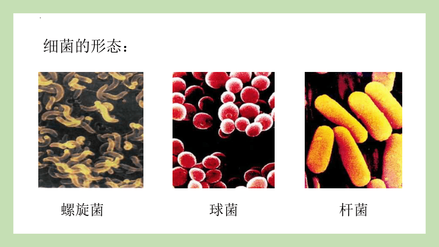2.3.2细菌 课件(共32张PPT)2022-2023学年济南版生物七年级上册