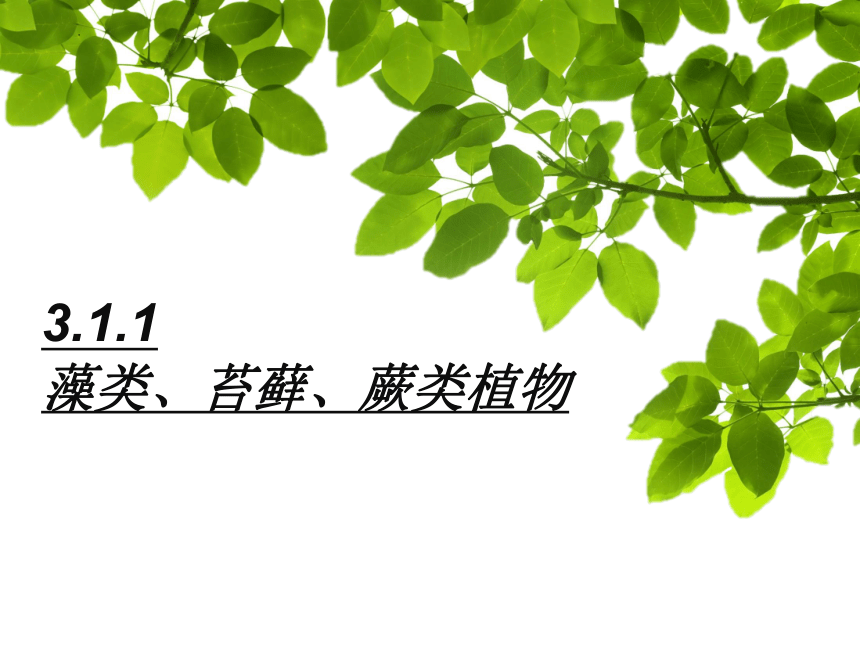 3.1.1藻类、苔藓和蕨类植物课件(共25张PPT)2022--2023学年人教版生物七年级上册