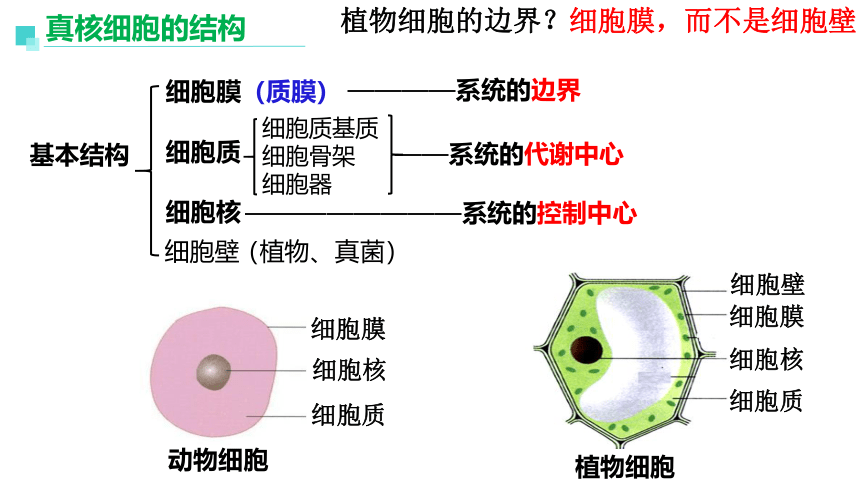 2023届高三生物一轮复习课件细胞膜的结构和功能(共26张PPT)