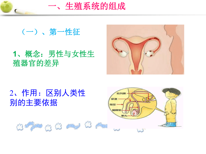 2021--2022学年济南版八年级上册 4.3.1婴儿的诞生课件（共42张PPT ）