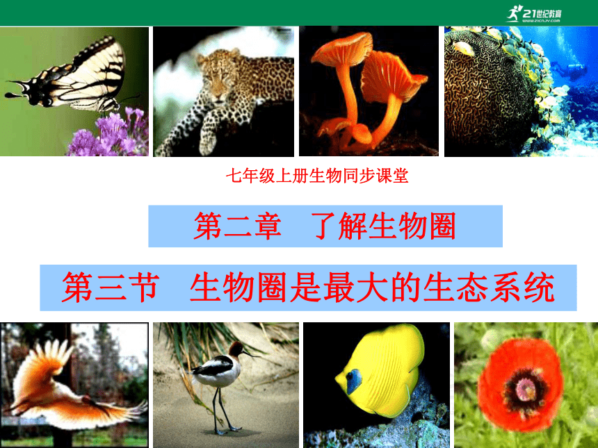 人教版七年级生物上册同步课堂系列1.2.3生物圈是最大的生态系统 (备课件 )(共29张PPT)