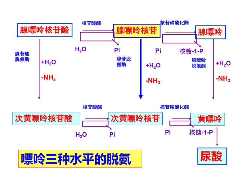 2020-2021学年高中生物竞赛核酸的降解核苷酸代谢课件(87PPT)