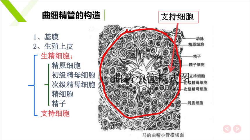 6.1.1雄性生殖器官 睾丸和附睾 课件(共20张PPT)《畜禽解剖生理（第四版）》同步教学(高教版)