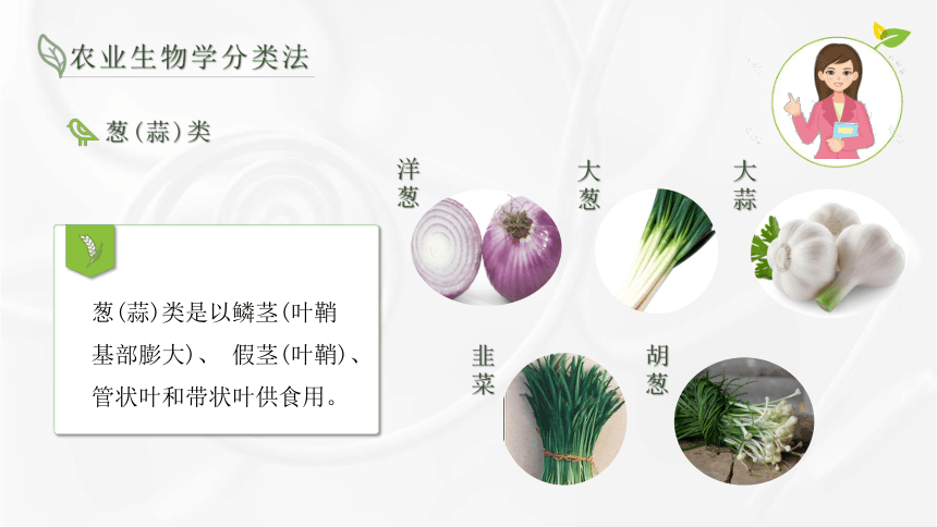 1.3农业生物学分类法 课件(共15张PPT)-《蔬菜生产技术》同步教学（湖南科技出版社）