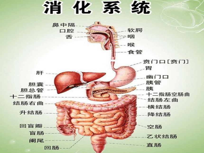 冀教版（2001）六年级科学下册4人体的组成(课件共19张ppt)