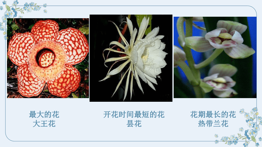 苏教版七年级生物上册3.5.5植物的开花和结果课件（55张PPT )