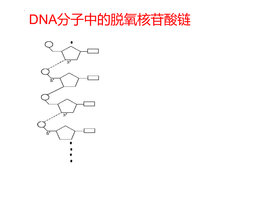 3.2DNA的分子结构和特点课件(共19张PPT)2020-2021学年高一下学期生物浙科版必修2