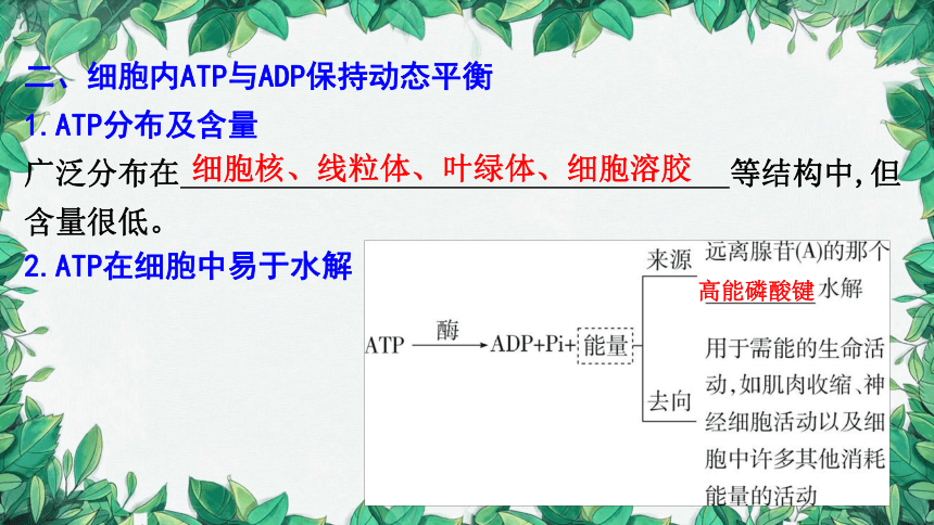 浙科版（2019）生物必修一 第三章第一节 ATP是细胞内的“能量通货”课件(共31张PPT)