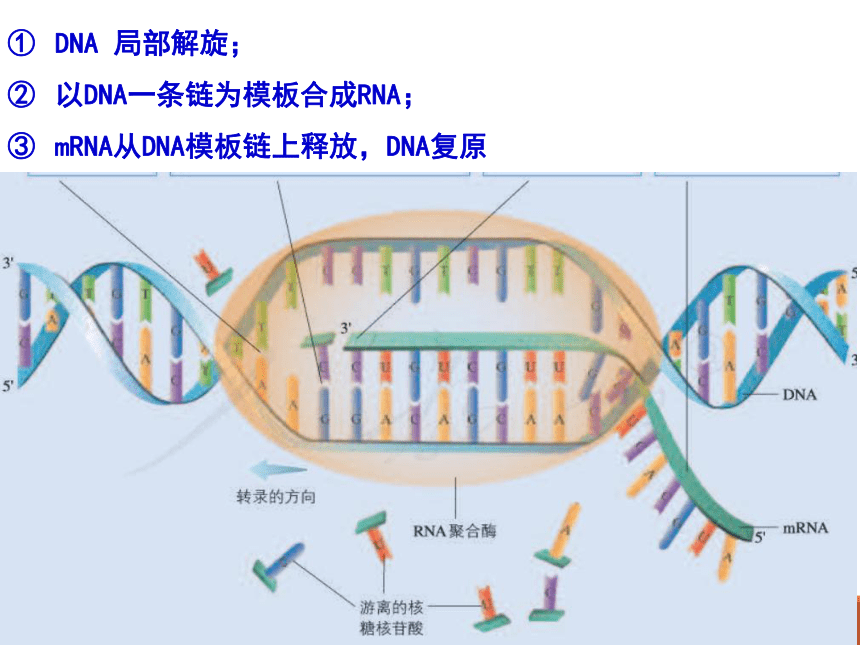 人教版（2019）必修2 遗传与进化4.1基因指导蛋白质的合成课件(共34张PPT+内嵌视频)
