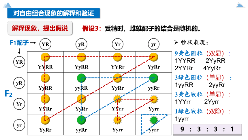 1.2 孟德尔的豌豆杂交实验二 课件(共89张PPT)-2023-2024学年高一下学期生物人教版（2019）必修2