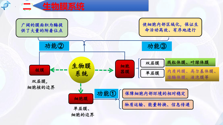 3.2细胞器之间的分工合作（第3课时）(课件共15张PPT)