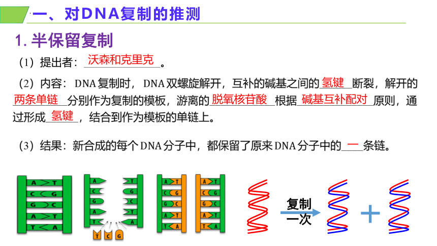 生物人教版（2019）必修2 3.3DNA的复制（共18张ppt2个视频）