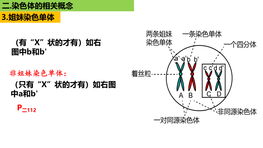 新人教必修1专题复习课件：22 染色体(共33张PPT)