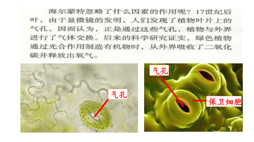 2022-2023学年人教版七年级生物上册 3.5.1光合作用吸收二氧化碳释放氧气 课件   (共20张PPT)