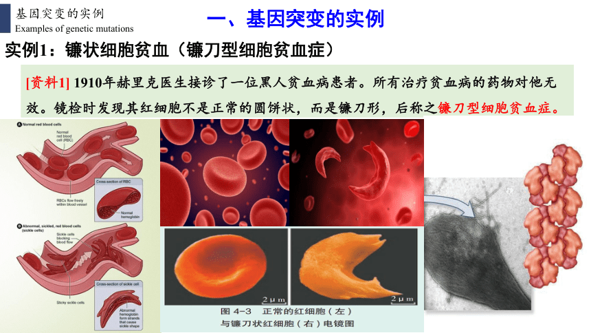 高中生物人教版（2019）必修2 5.1基因突变和基因重组（共42张ppt）