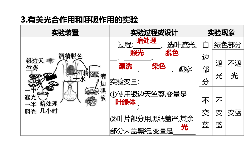 2022年浙江省中考科学一轮复习 第04课时　绿色植物的光合作用和呼吸作用（课件 64张PPT）