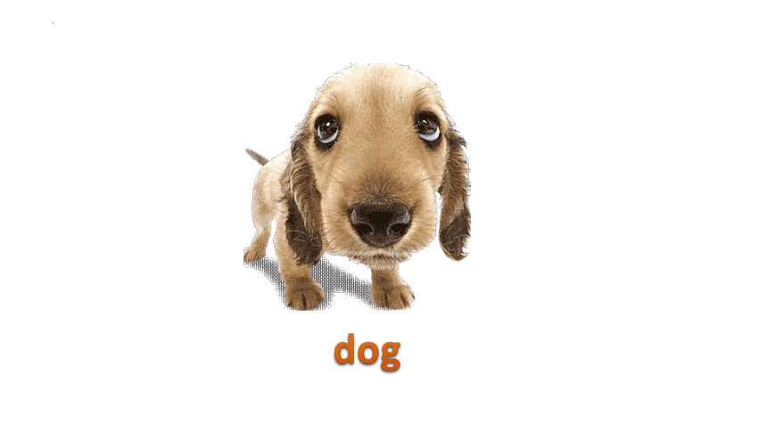 Unit 5 Whose dog is it? PB Let’s learn 课件(共47张PPT)