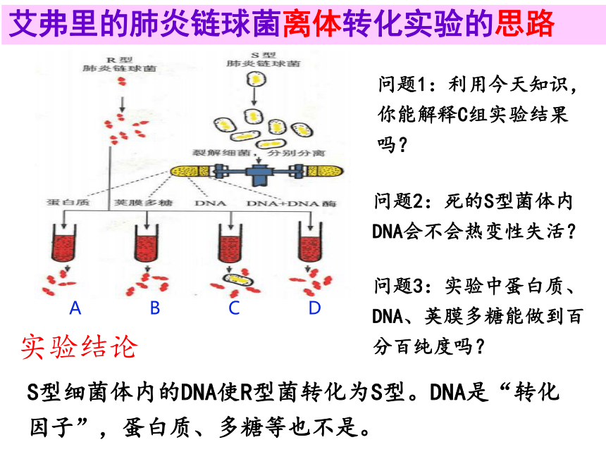 3.1核酸是遗传物质的证据  课件(共22张PPT，含1个视频) 2021-2022学年高一下学期生物浙科版必修2
