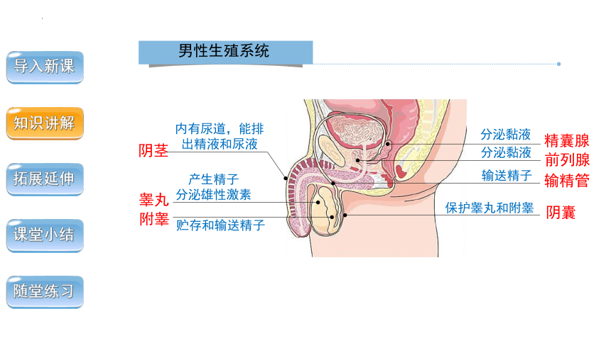 4.1.2人的生殖 课件 2022--2023学年人教版七年级下册生物（共29张ppt）