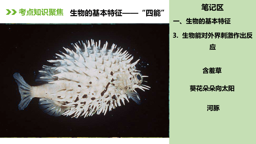 人教版七年级生物上册复习课件（117张ppt)