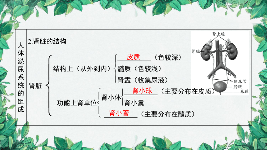 2023年中考生物复习 课题四 人体代谢废物的排出课件(共39张PPT)