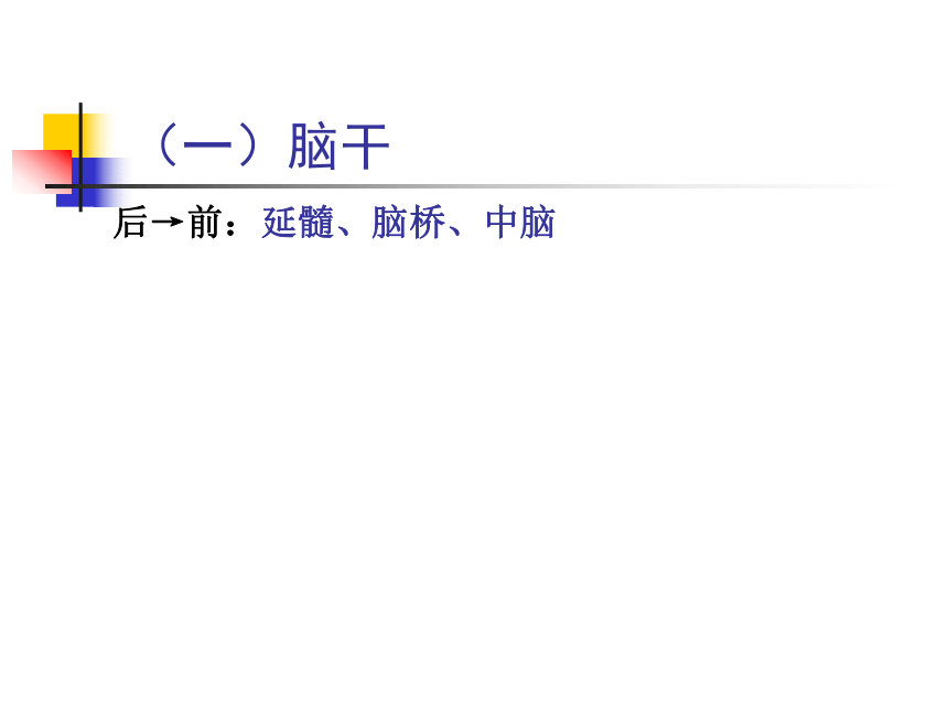 11 神经系统-4 课件(共80张PPT)- 《畜禽解剖生理学》同步教学（高教版）