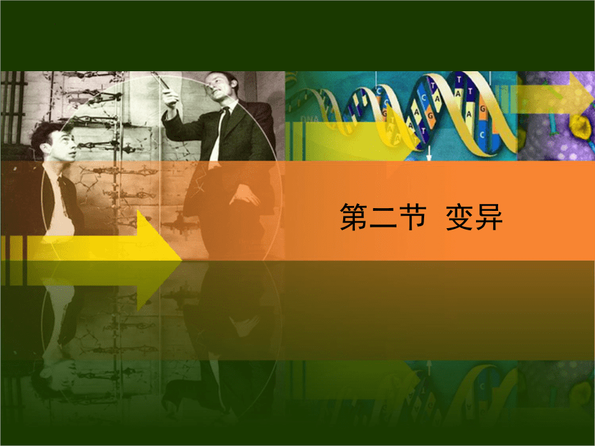 6.2.2变异 课件(共38张PPT) 2022--2023学年冀教版八年级生物下册