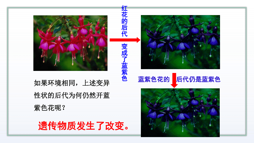 高中生物新苏教版必修二3.2 基因突变和基因重组 课件 (共37张PPT)