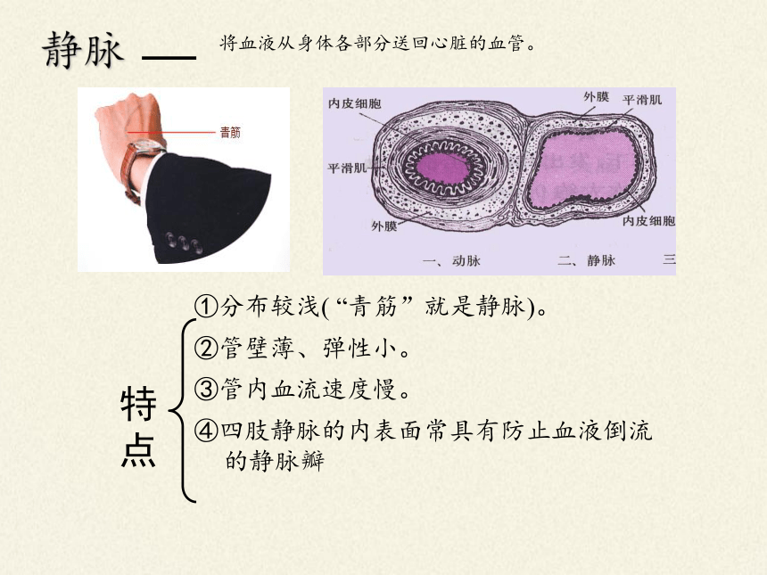 北师大版生物七年级下册 第9章 第2节 血液循环课件(共12张PPT)
