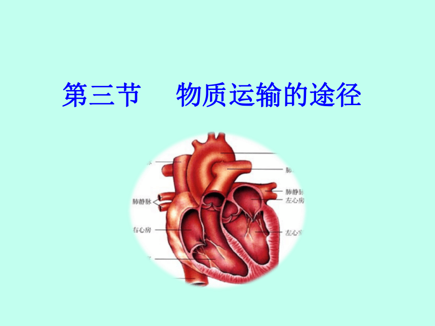 鲁科版（五四制）七年级上册生物4.4.3物质运输的途径课件（25张PPT）