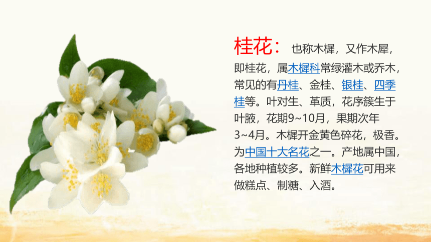 3 桂花雨  课件