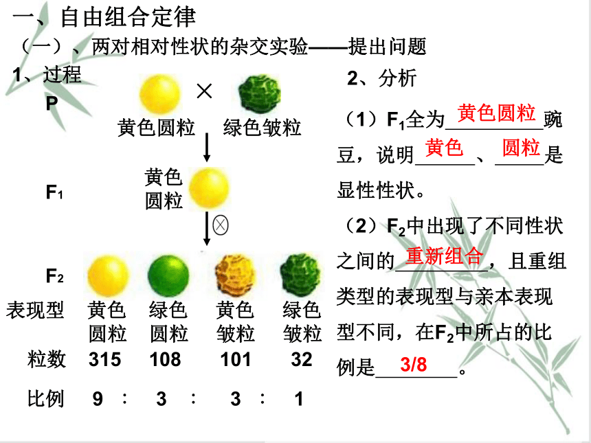 1.2 孟德尔从两对相对性状的杂交实验中总结出自由组合定律 课件（共44张PPT）