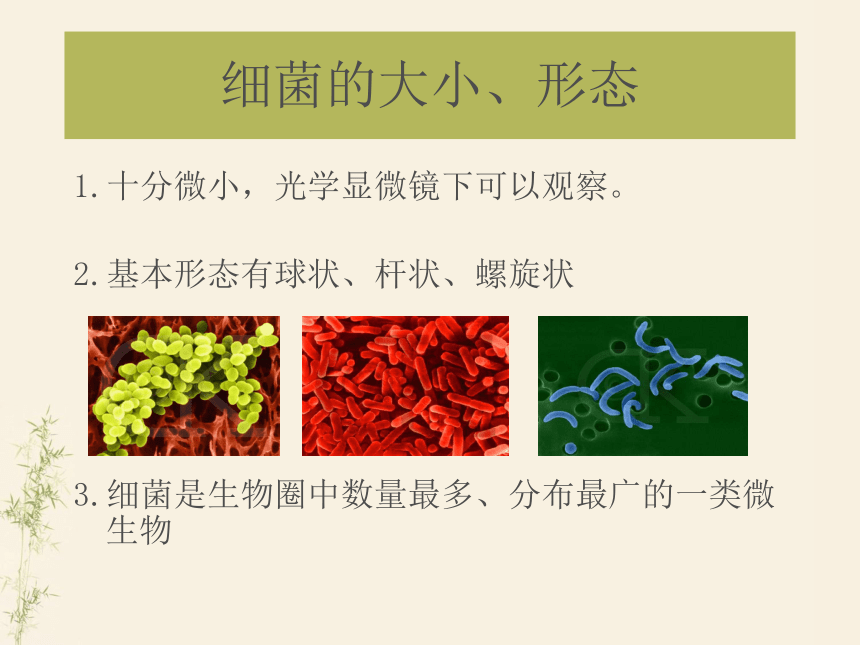 2.3生物圈中的微生物单元整体复习课件(共31张PPT)-济南版生物七年级上册