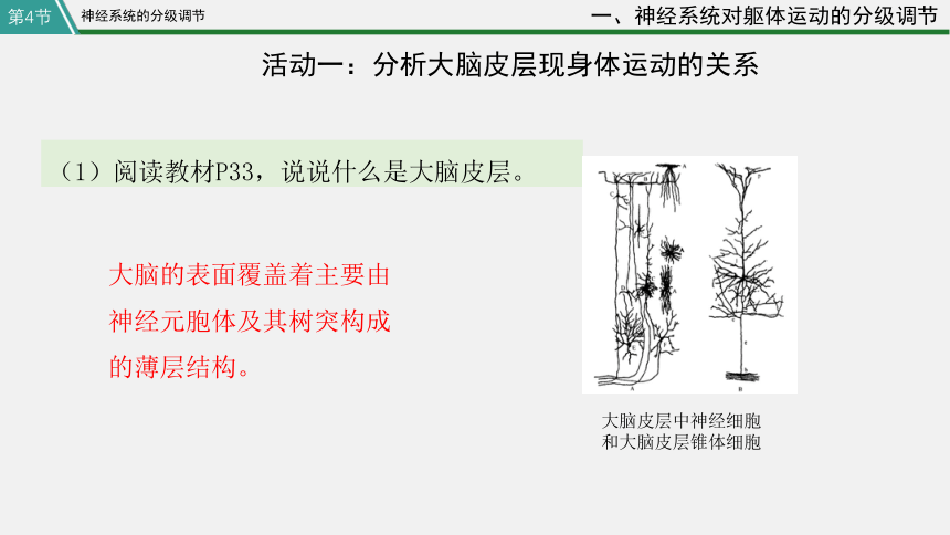 高中生物学人教版（2019）选择性必修1 2.4 神经系统的分级调节(共33张PPT)