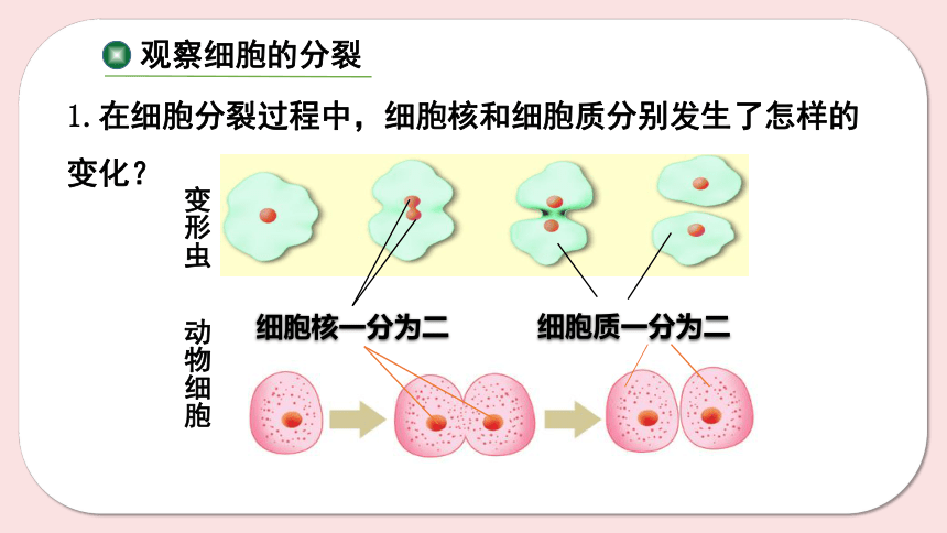 8.2 细胞的分裂和分化（第1课时）课件(共45张PPT)七年级下册生物（苏科版）