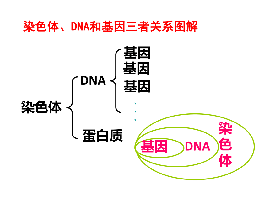 7.2.2 基因在亲子代间的传递 课件(共48张PPT)