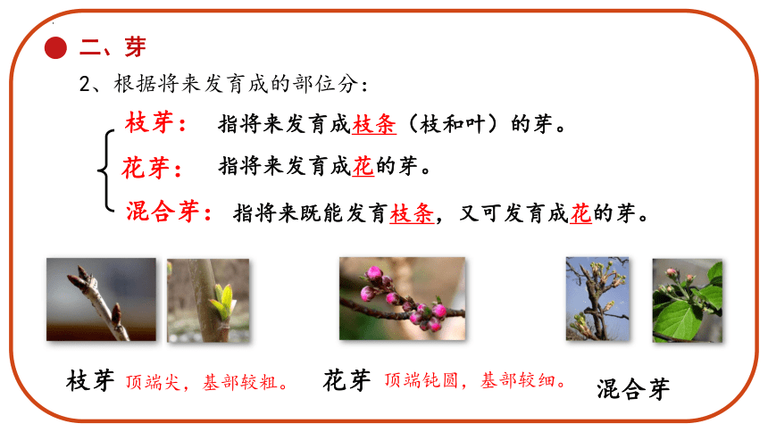 苏教版七年级生物上册 2022-2023学年 3.5.4 植物茎的输导功能 课件 (共44张PPT)