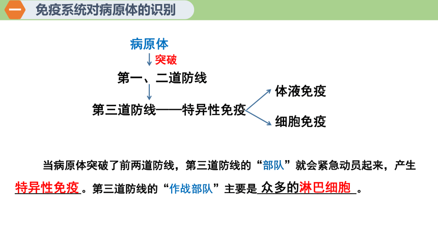 4.2特异性免疫课件(共46张PPT1份怕视频) 高二上学期生物人教版选择性必修1