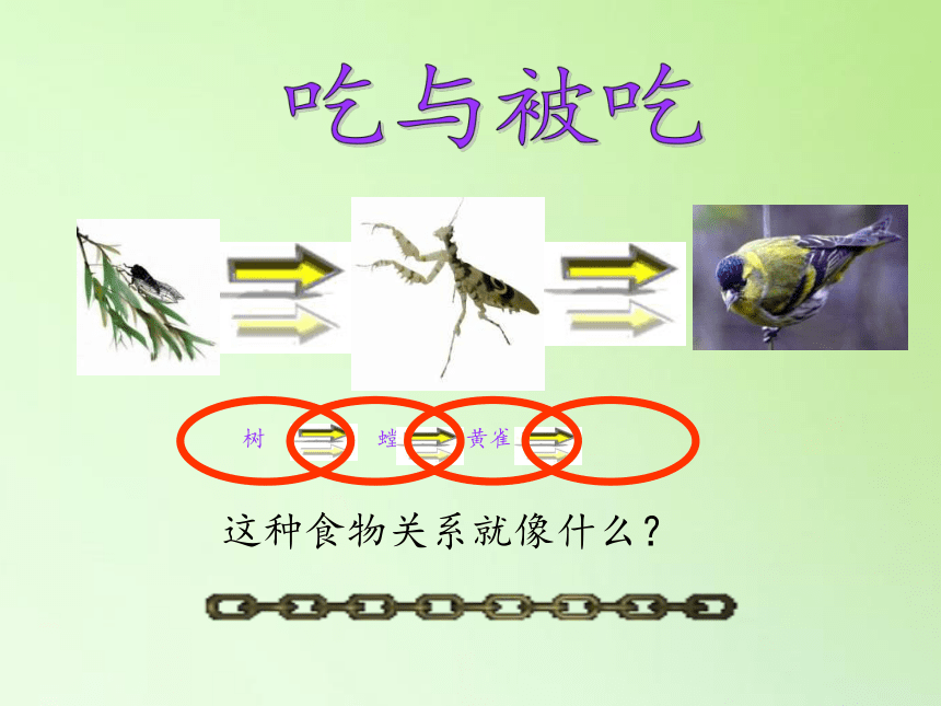 苏教版六年级科学下册教学课件4.3 有趣的食物链(共29张PPT)