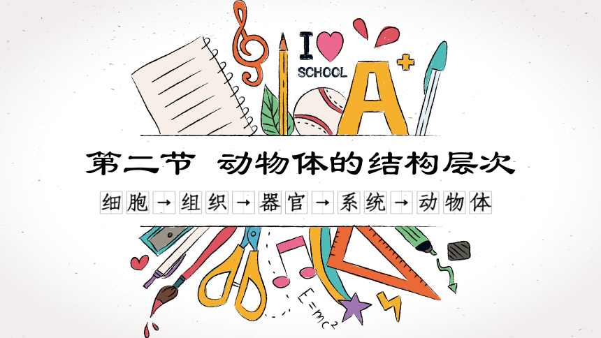 2.2.2  动物体的结构层次课件 (共21张PPT)2022--2023学年人教版生物七年级上册