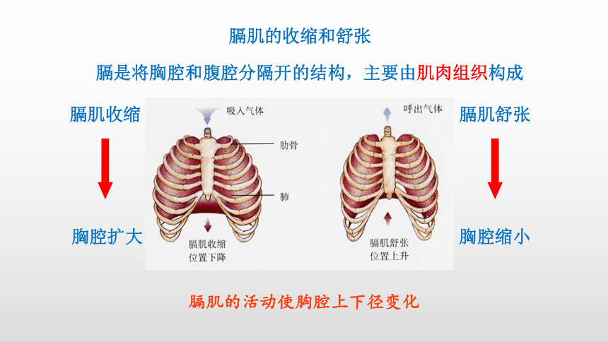 2021-2022学年人教版生物七年级下册4.3.2发生在肺内的气体交换课件(共24张PPT)