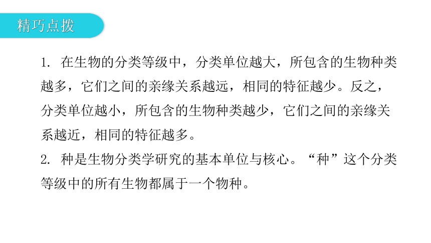 2020-2021学年八年级生物下册（北师大版）22.1  生物的分类 课件 （35张PPT）