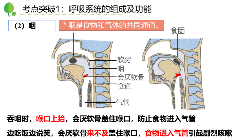 第三章人体的呼吸（复习课件）-七年级生物下册单元复习课件（人教版）(共27张PPT)